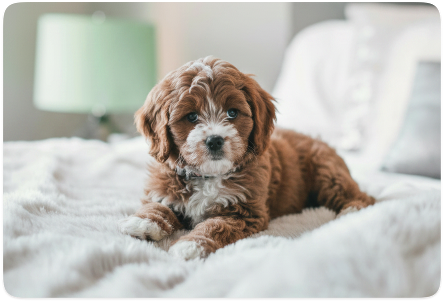 Best Sofas for Pet Owners in 2026